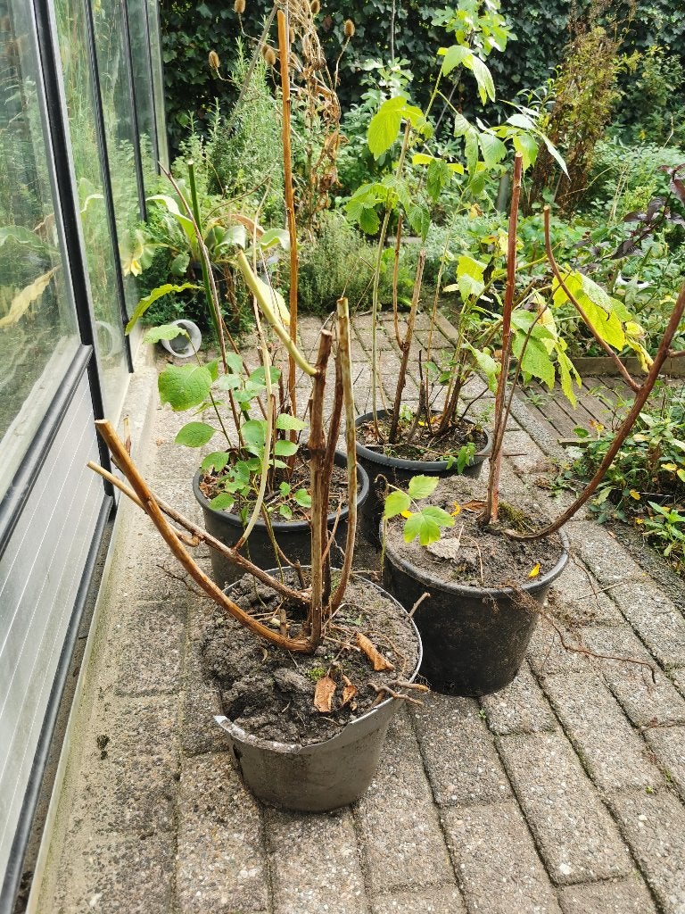Frambozenplanten in pot, 4 stuks, Tuin en Terras, Ophalen, Vaste plant, Fruitplanten, Volle zon