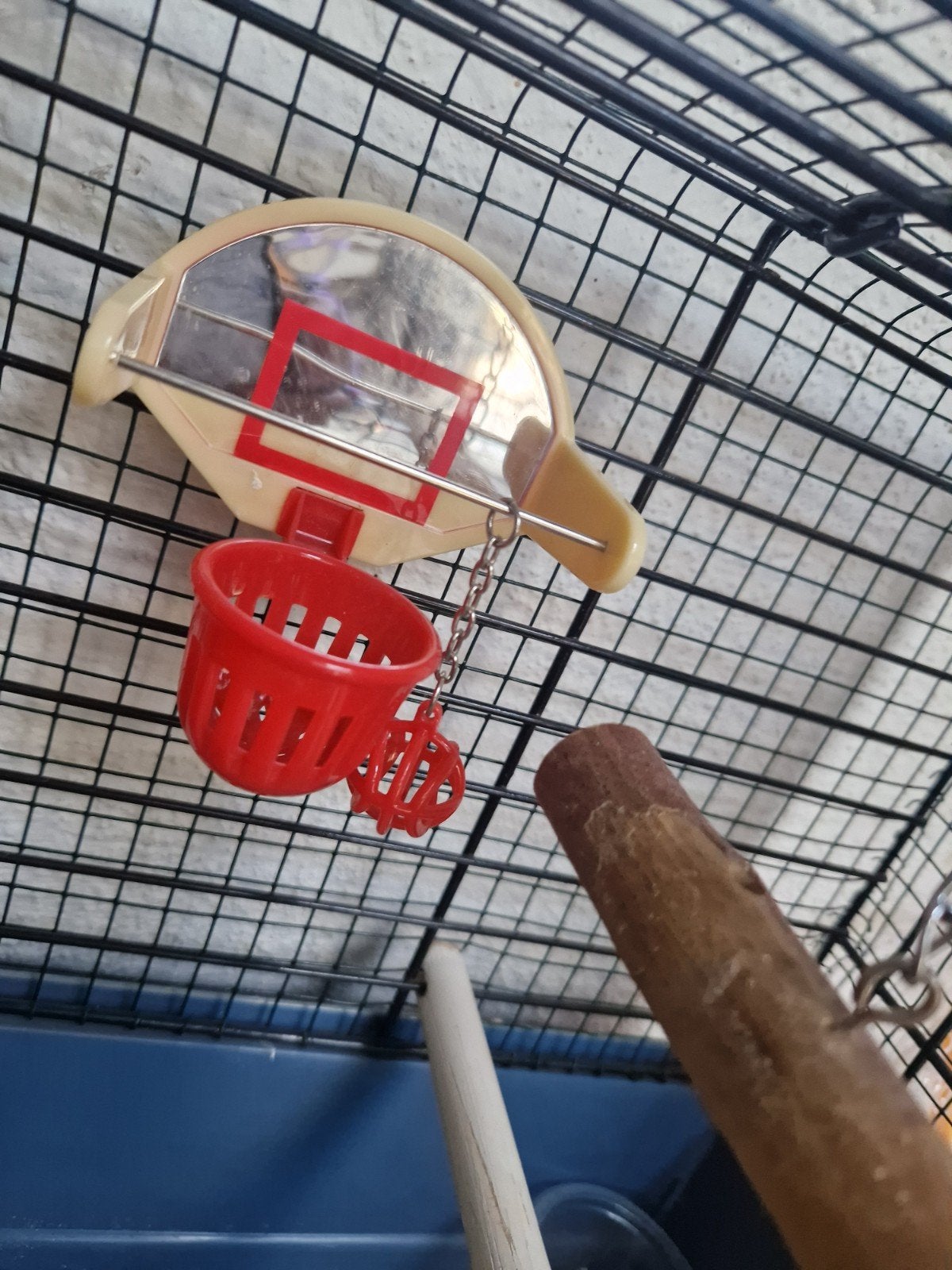 vogelkooi met gratis agapornis in een koop, Dieren en Toebehoren, Mannelijk, Zangkanarie