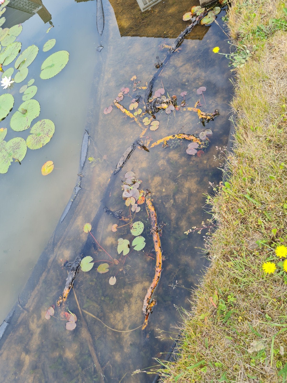Stekken waterlelie, Tuin en Terras, Ophalen