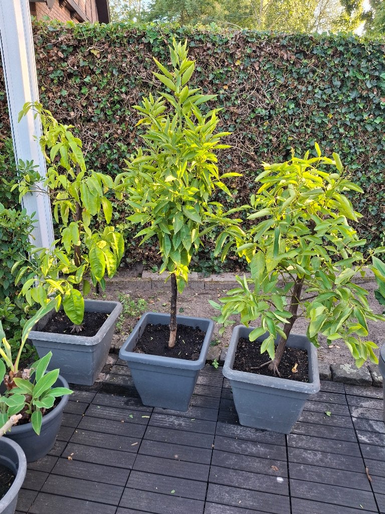 citrus bomen, Ophalen, Lente, Volle zon, In pot