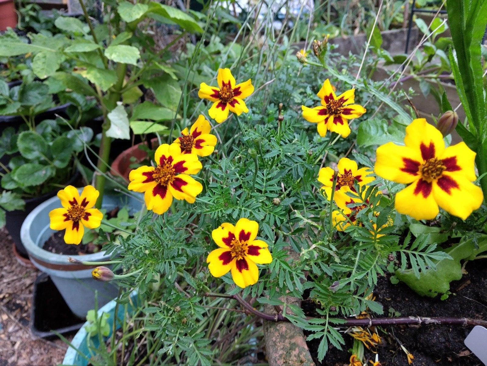 Geel met rode Tagetes zaden uit biologische tuin, Tuin en Terras, Ophalen of Verzenden, Voorjaar, Volle zon, Zaad