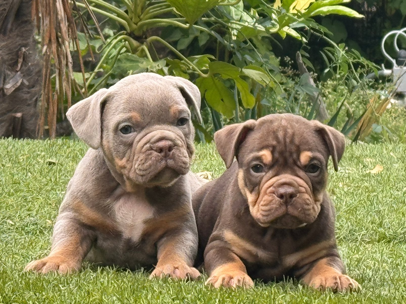 Bullforce Top kwaliteit Old english Bulldog puppies, Nederland, 8 tot 15 weken, Meerdere, Meerdere dieren