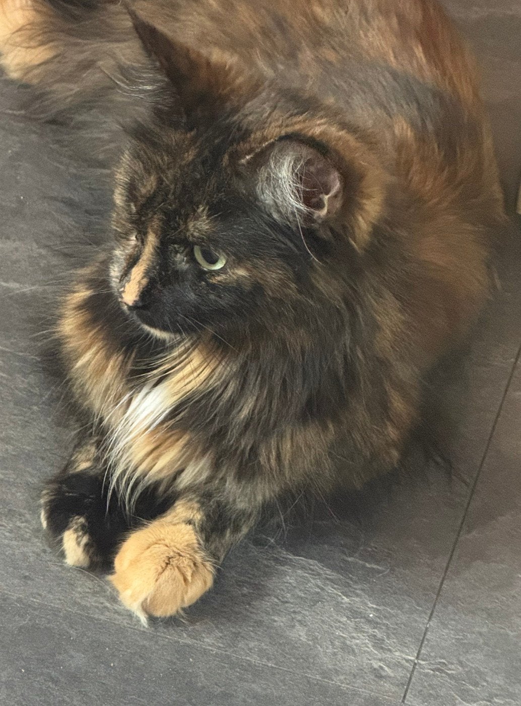 Mainecoon Poes - goed huis gezocht, Dieren en Toebehoren, Poes, Langharig, 3 tot 5 jaar
