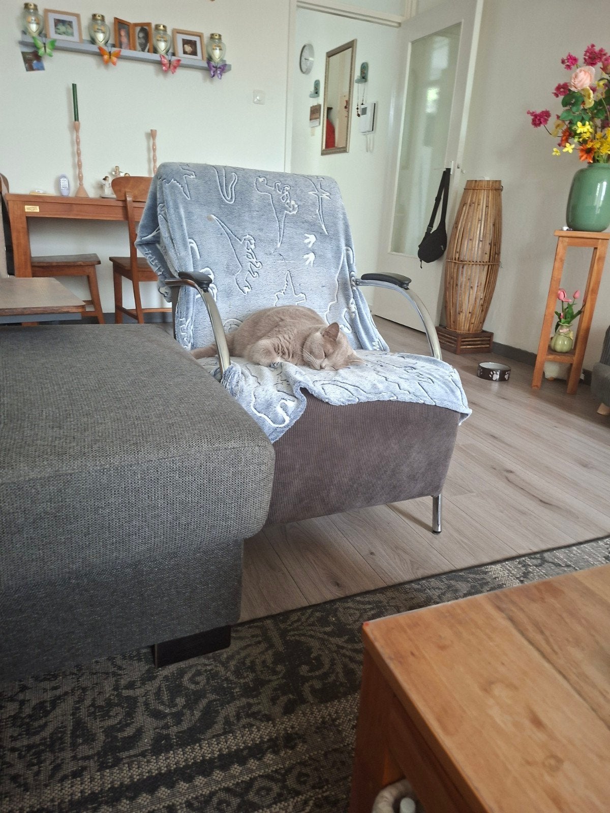 Gezocht een goed tehuis, Dieren en Toebehoren, Kater, Kortharig, 0 tot 2 jaar