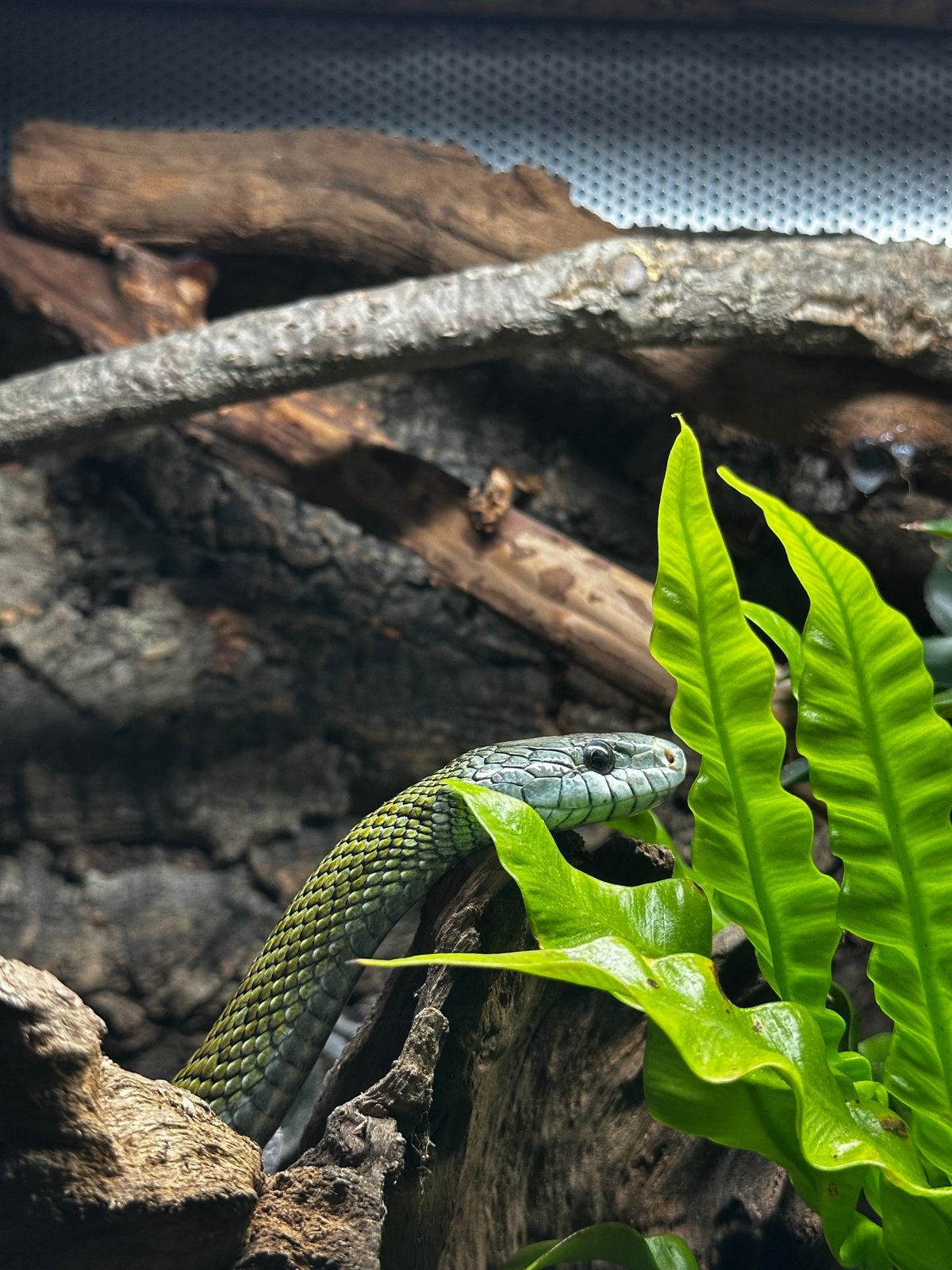 Elaphe Climacophora Kunashir babies Rat Snake photo 5