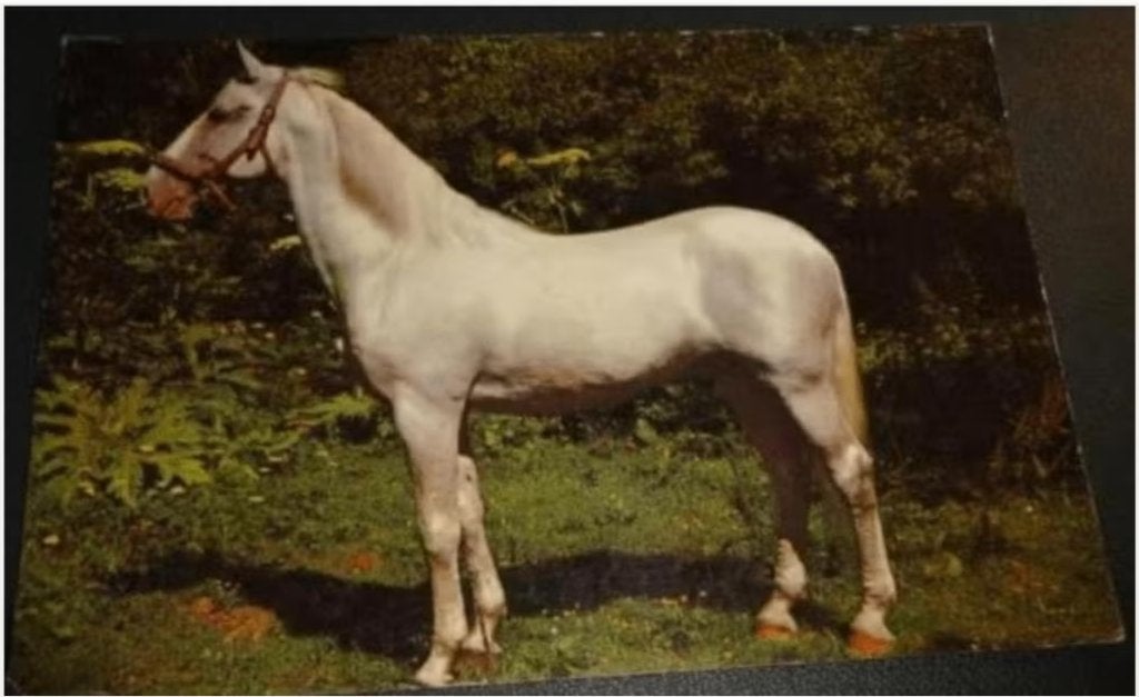 Paarden - Mooie pose, Verzenden, 1980 tot heden, Gelopen, Paard
