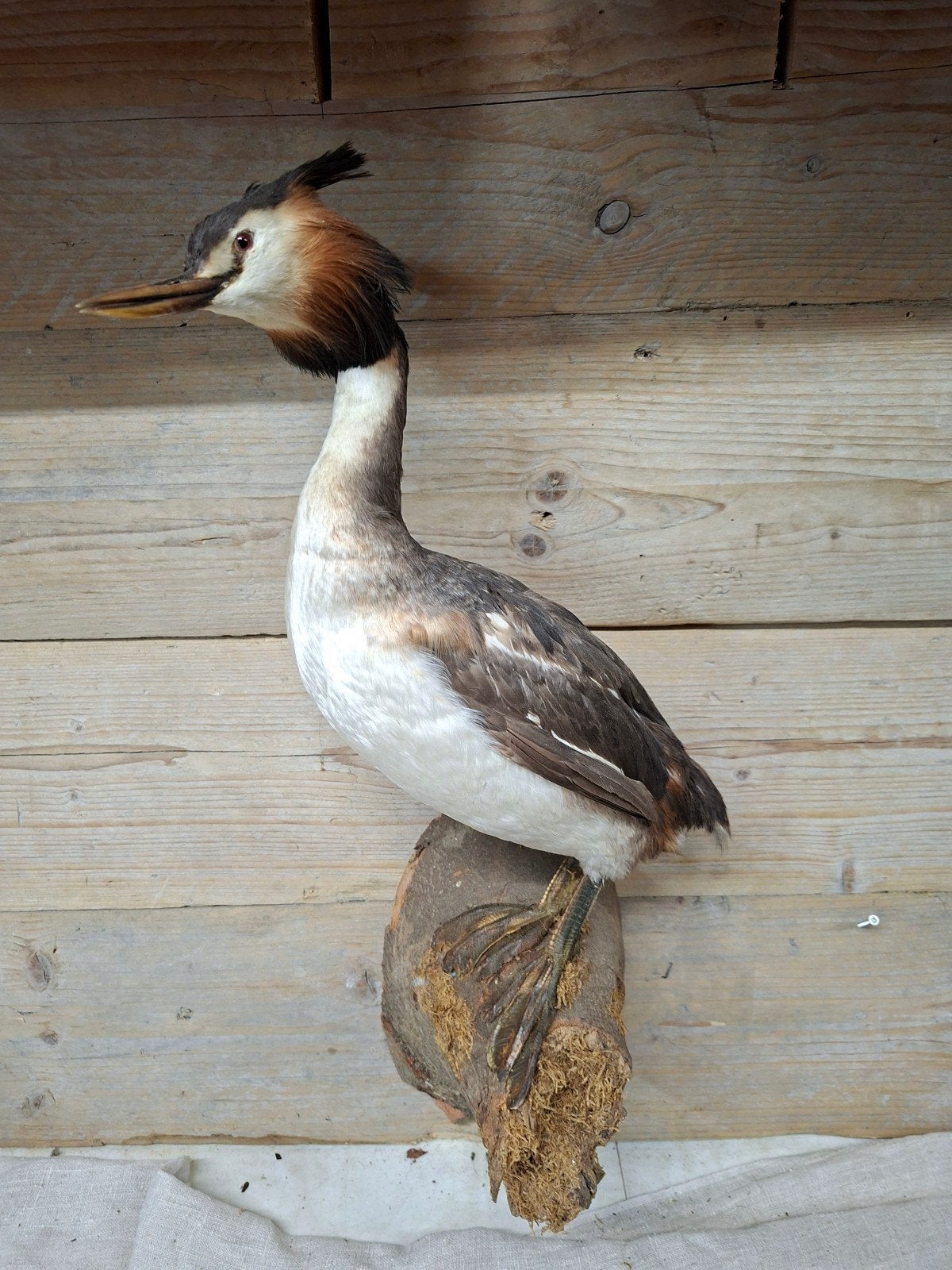 Opgezette Fuut - Prachtig exemplaar, Verzamelen, Dierenverzamelingen, Zo goed als nieuw, Opgezet dier, Vogel, Ophalen of Verzenden