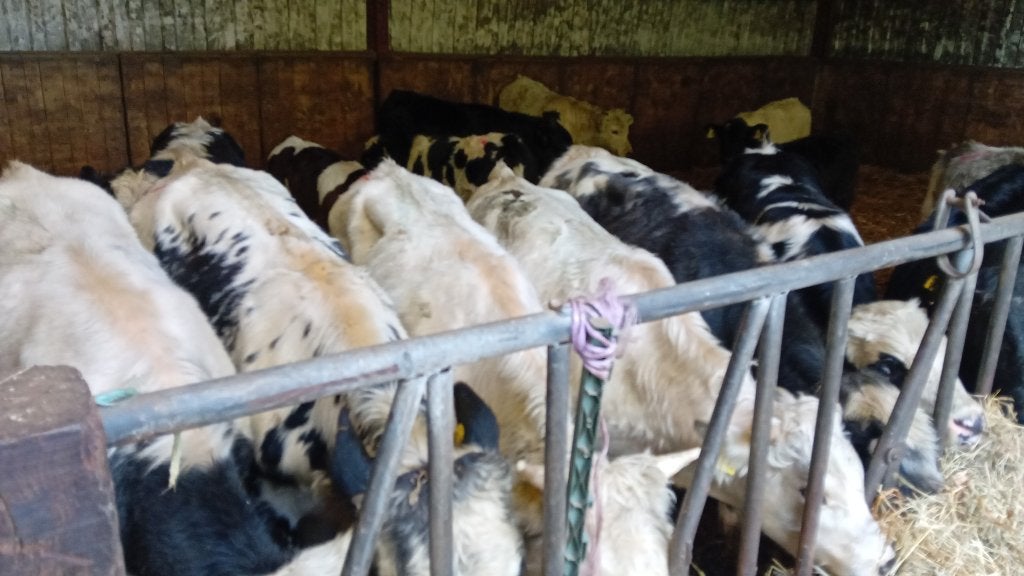 Tekoop koppel luxe blauwe stieren, Dieren en Toebehoren, Vrouwelijk