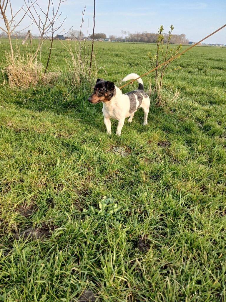 Ter dekking aangeboden Jack Russel, Reu, Parvo, Eén hond, 3 tot 5 jaar