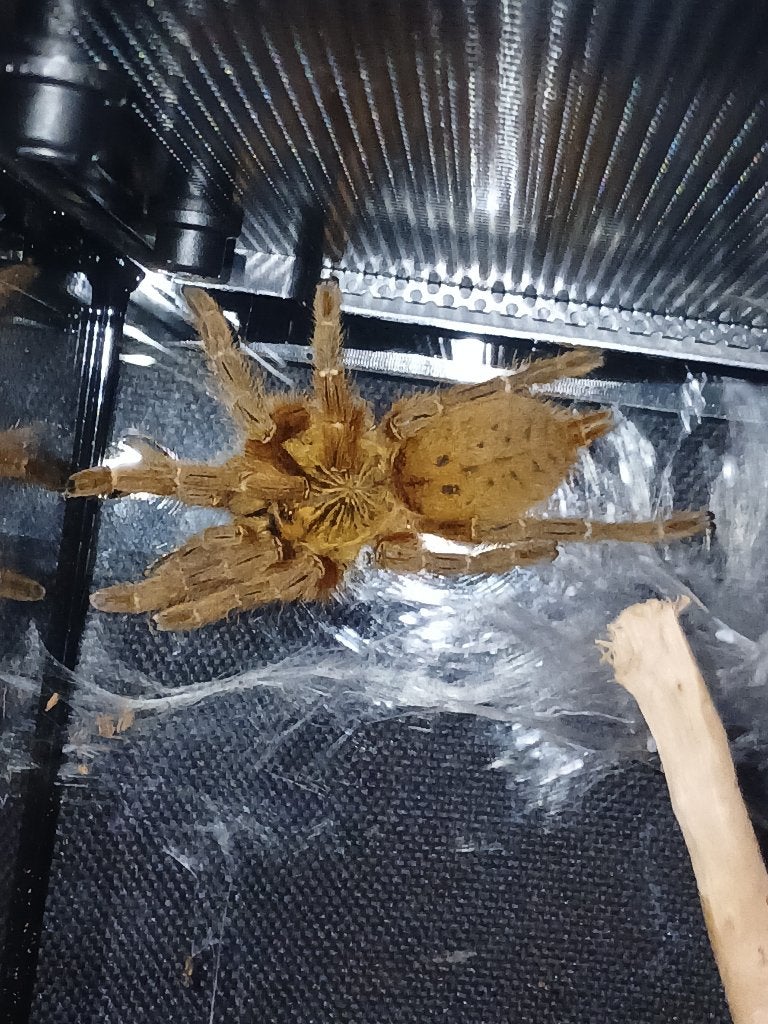 Vogelspin gezocht/P.Auratus juveniele man voor liefhebber, Dieren en Toebehoren, Spin of Schorpioen
