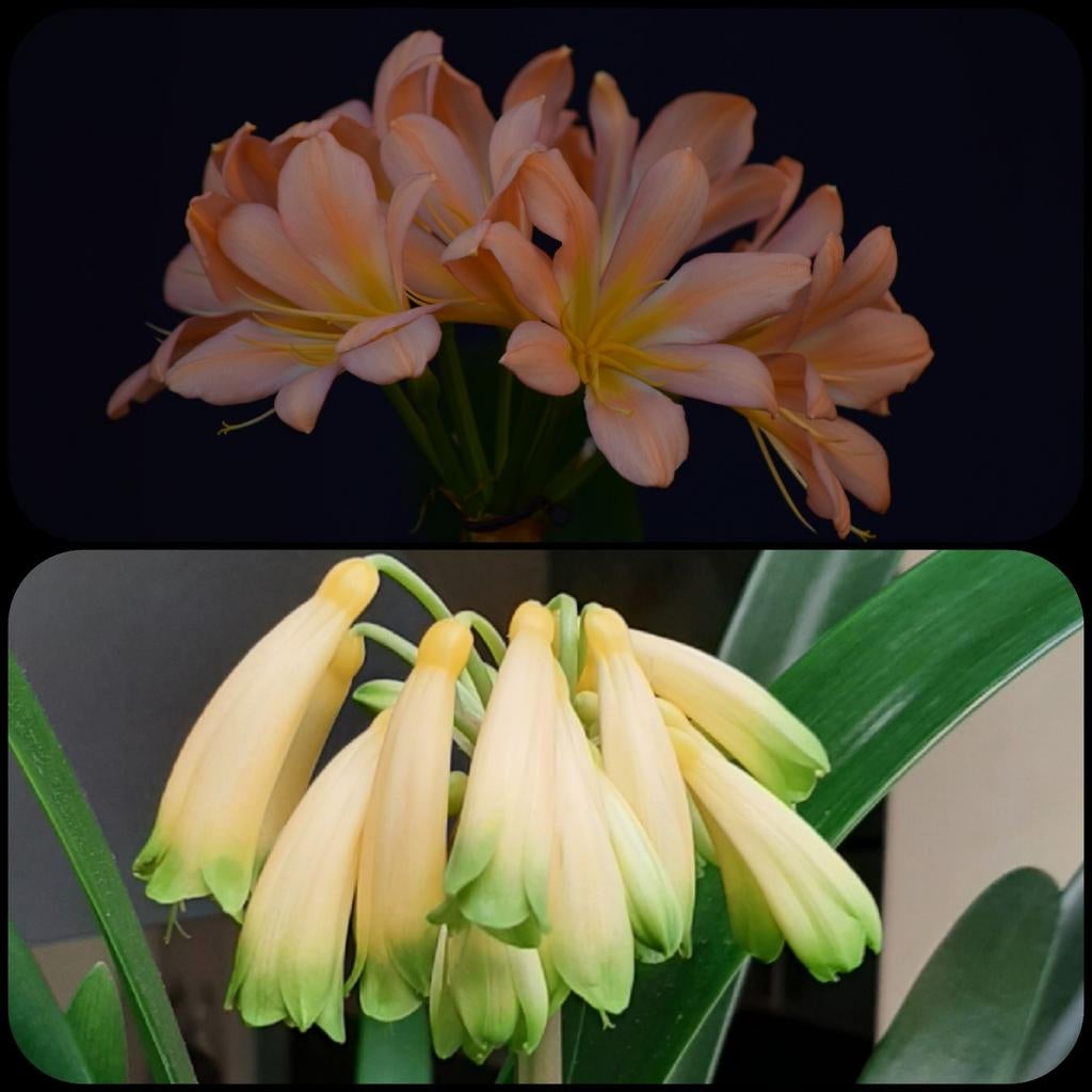 Clivia  kruising Pink Peach Bonny x Gardinii Yellow, Bloeiende kamerplant, Ophalen of Verzenden, Volledige schaduw, Minder dan 100 cm