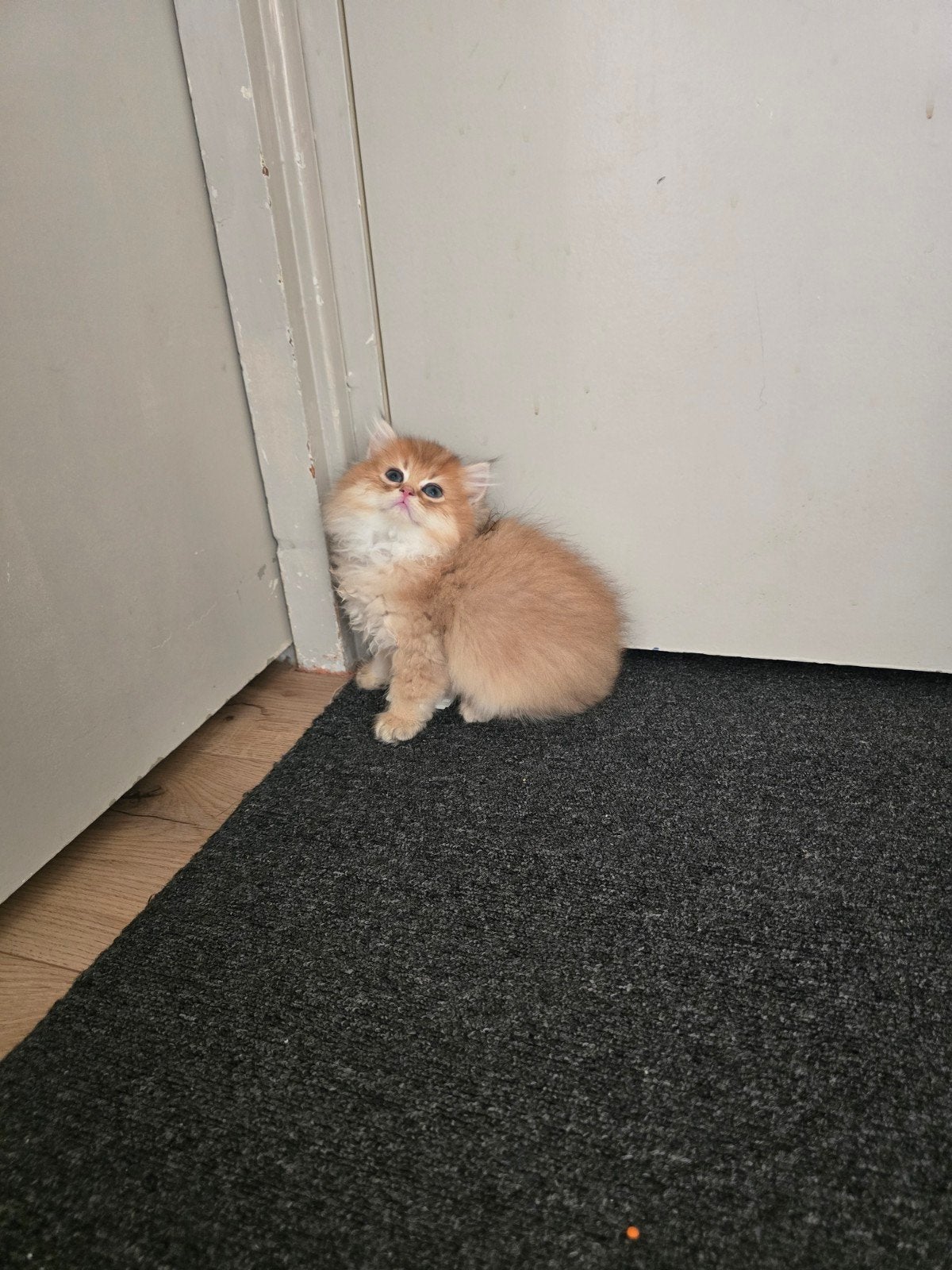 Britse langhaar golden shaded kittens, Kater
