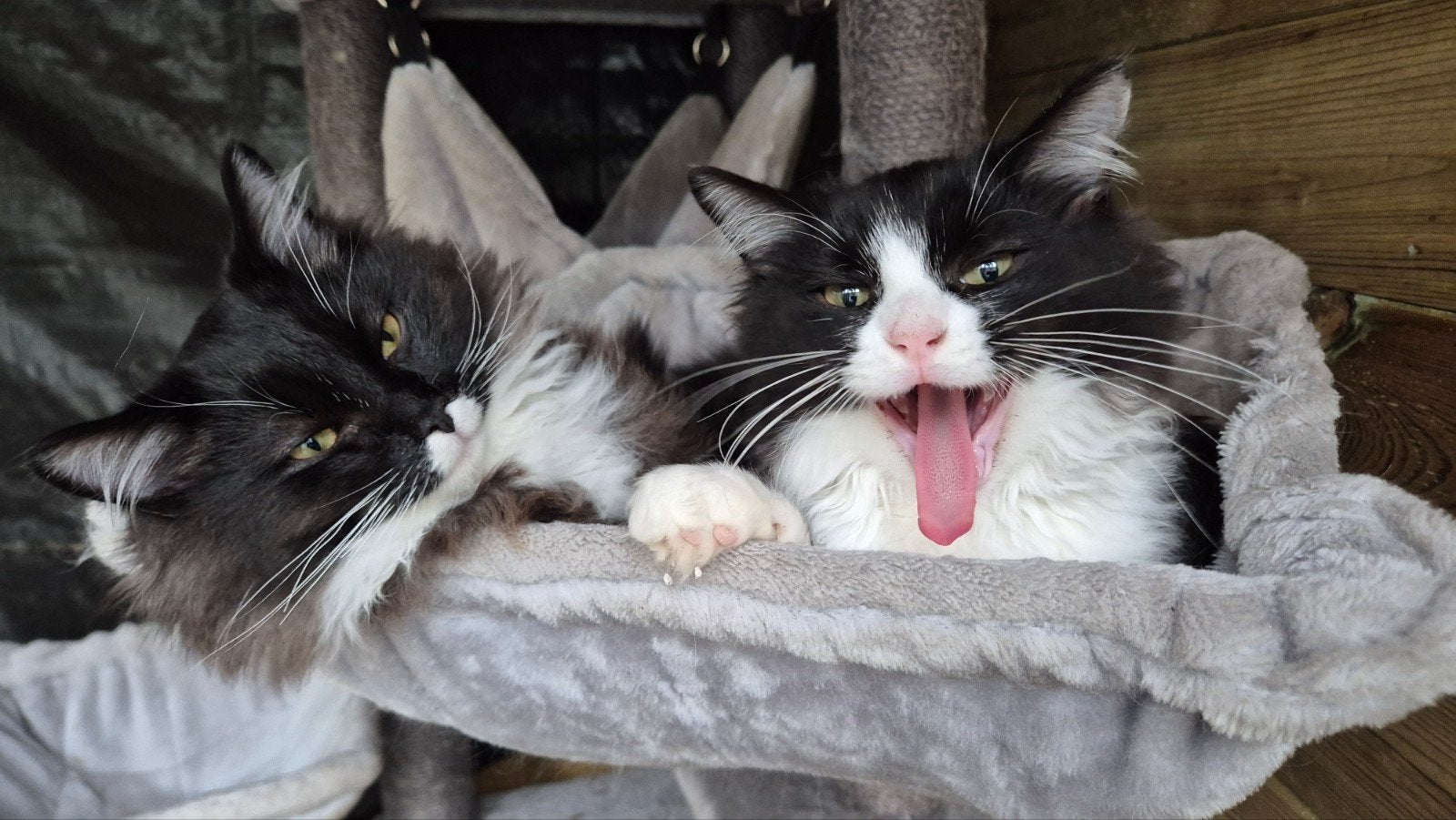 2 ragdoll broertjes, Kater