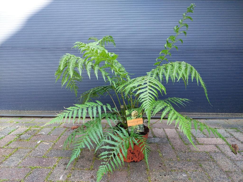 Dicksonia Antarctica- Tasmaanse/Australische boomvaren H85cm, Ophalen, Vaste plant, Varens, Bloeit niet