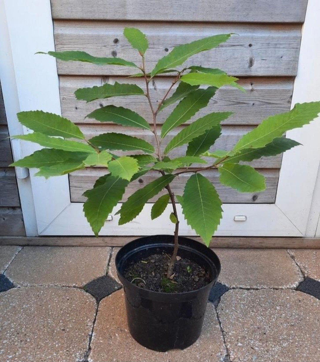 🌰TAMME KASTANJEBOOM STRUIK BOOM VASTE PLANT TUINPLANT POT, Overige soorten, Minder dan 100 cm, Zomer, Ophalen