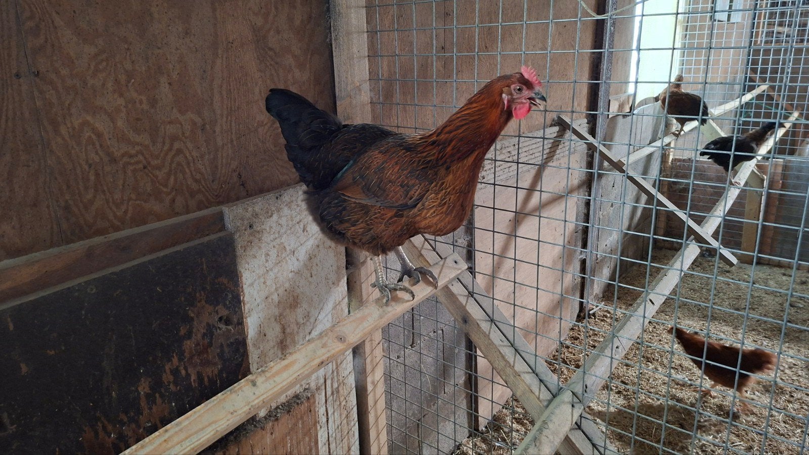 Prachtige, rustige legkippen, leghennen, Dieren en Toebehoren, Vrouwelijk, Kip