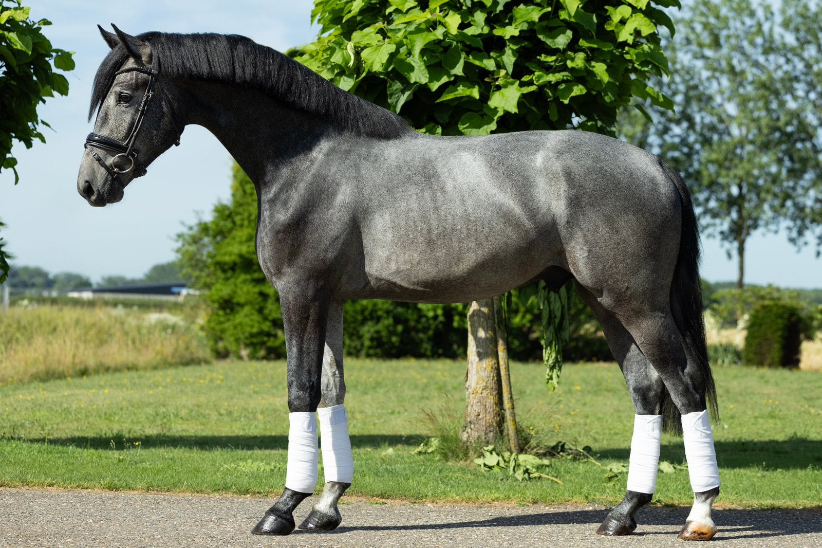 Bloedmooie 2,5 jarige ruin!, Met stamboom, Ruin, Dressuurpaard, 3 tot 6 jaar