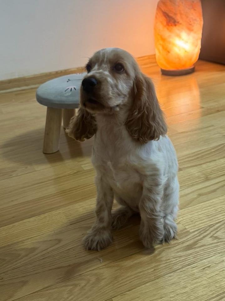 Cocker spaniel pup, 8 tot 15 weken, Teef, Eén hond, Spaniël