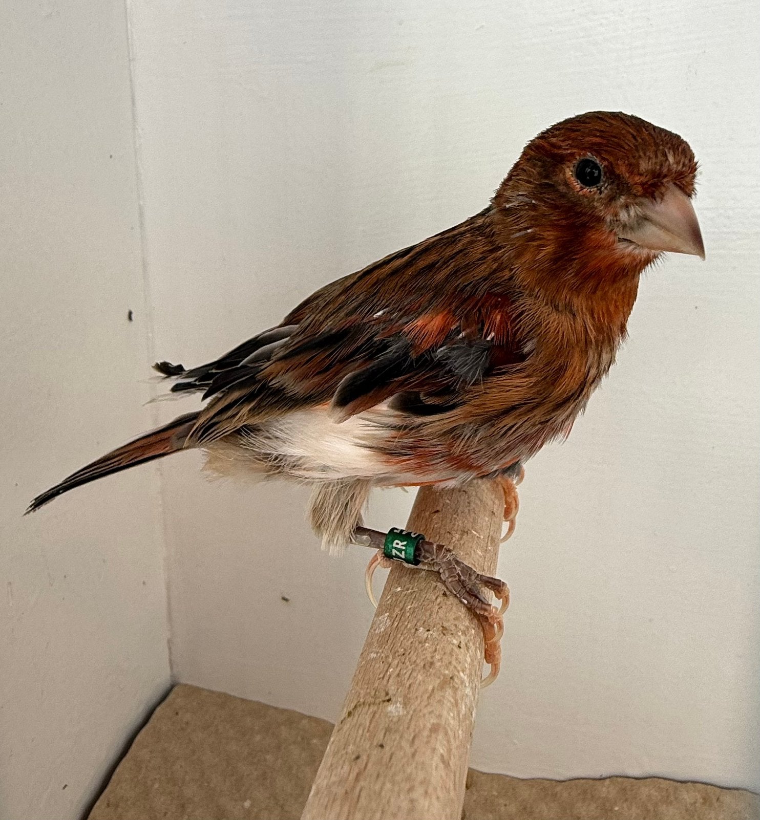 Harlekijn kanarie pop, Dieren en Toebehoren, Vrouwelijk, Postuurkanarie