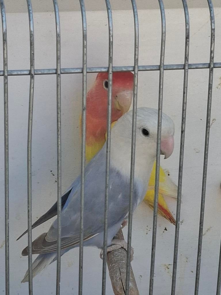 Koppel aggaponisaen, Dieren en Toebehoren, Vogels | Parkieten en Papegaaien, Meerdere dieren, Parkiet