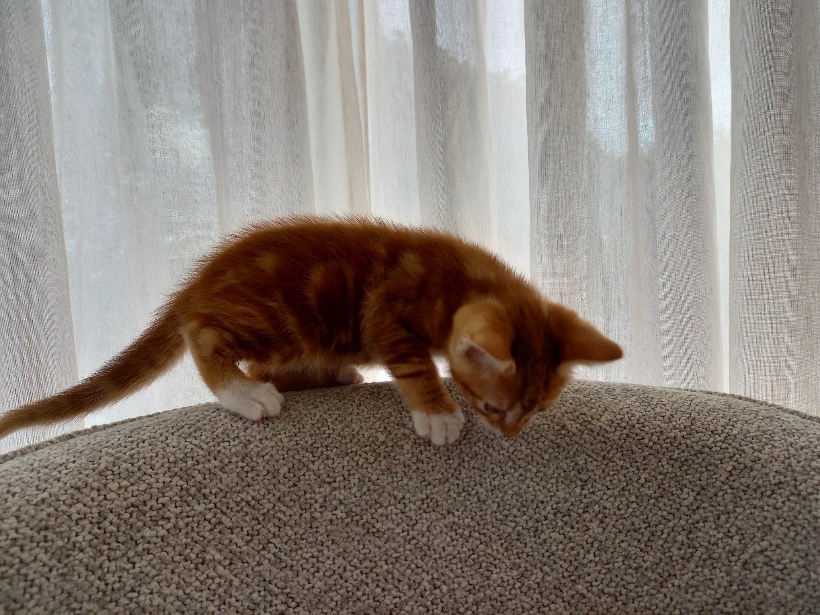 2 mooie kittens, Dieren en Toebehoren