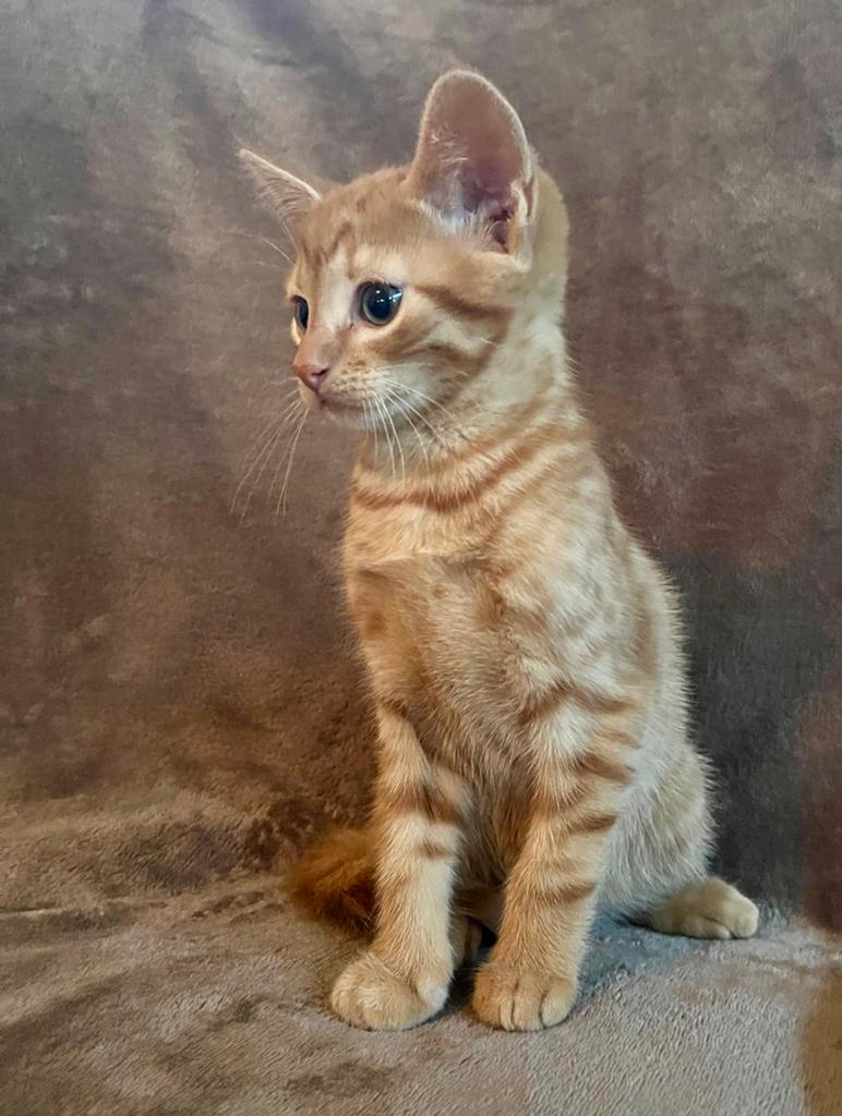 Lieve kittens, rood katertje en zwart/rood poesje, 8 weken, Dieren en Toebehoren, Meerdere dieren, Kortharig, 0 tot 2 jaar
