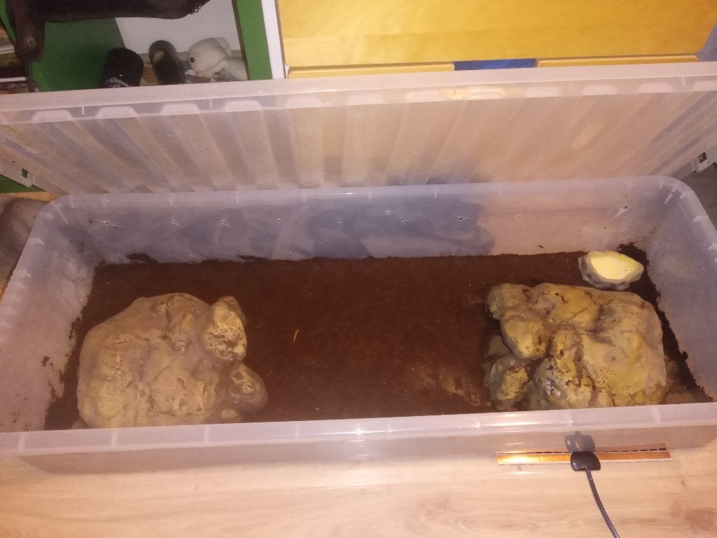 Koningspython inclusief verblijf Ball Python photo 2