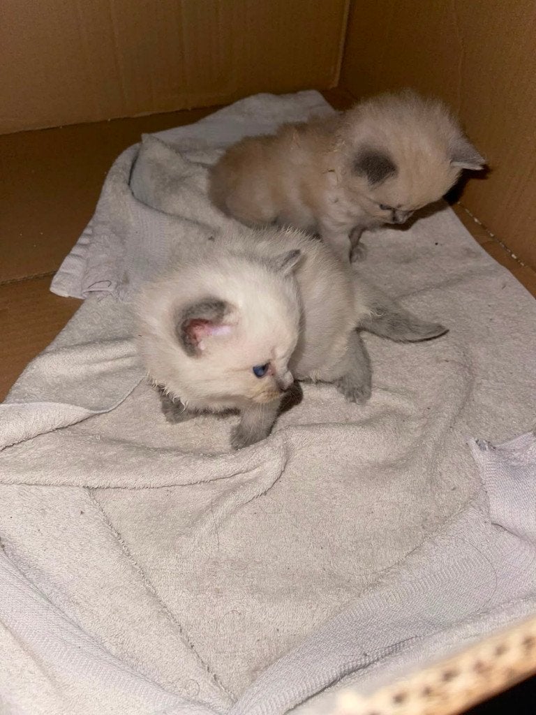 2 Raszuivere Ragdoll Blue Point Kittens | Raszuivere ouders, Meerdere dieren, Ontwormd, 0 tot 2 jaar