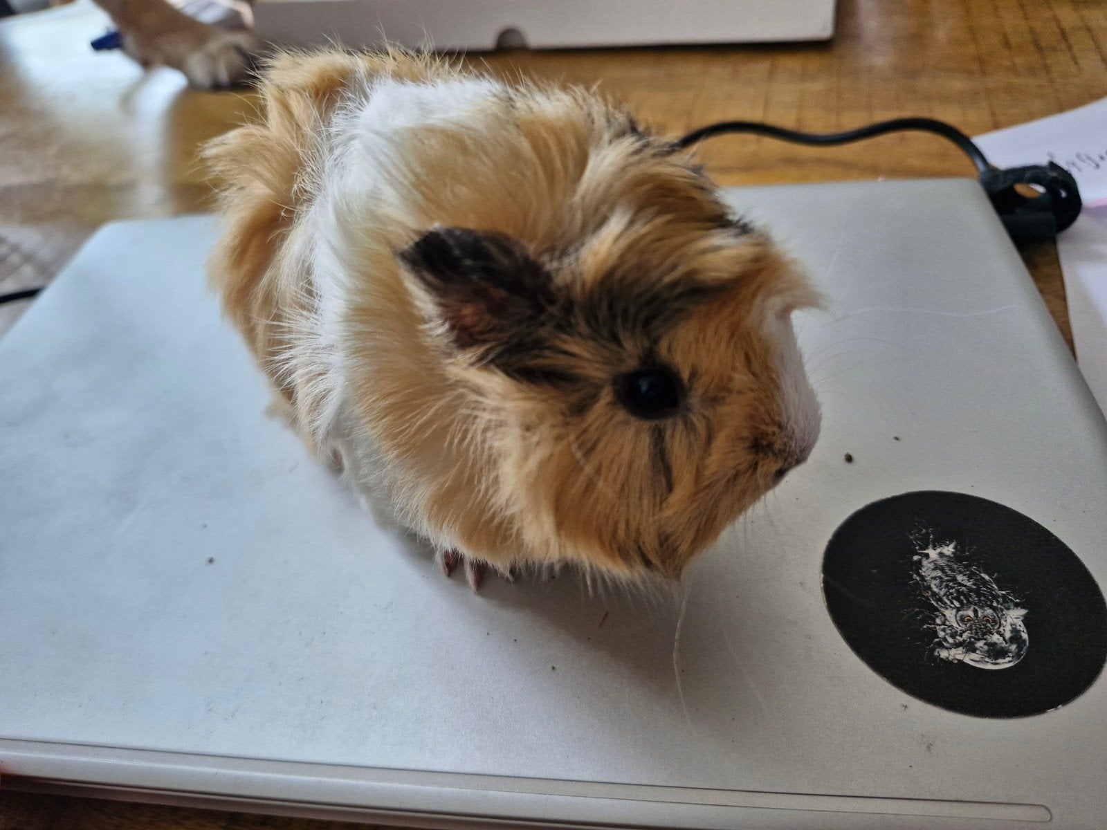 Cavianestje, Dieren en Toebehoren, Knaagdieren, Cavia, Mei, Meerdere dieren, Tam