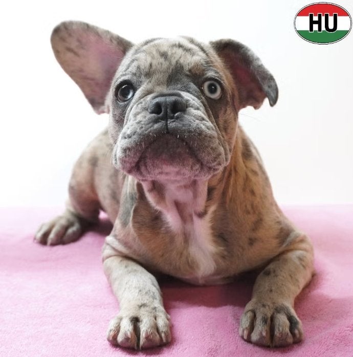 X Franse Bulldog pups te koop, Dieren en Toebehoren, Honden | Bulldogs, Pinschers en Molossers, 15 weken tot 1 jaar, Handelaar
