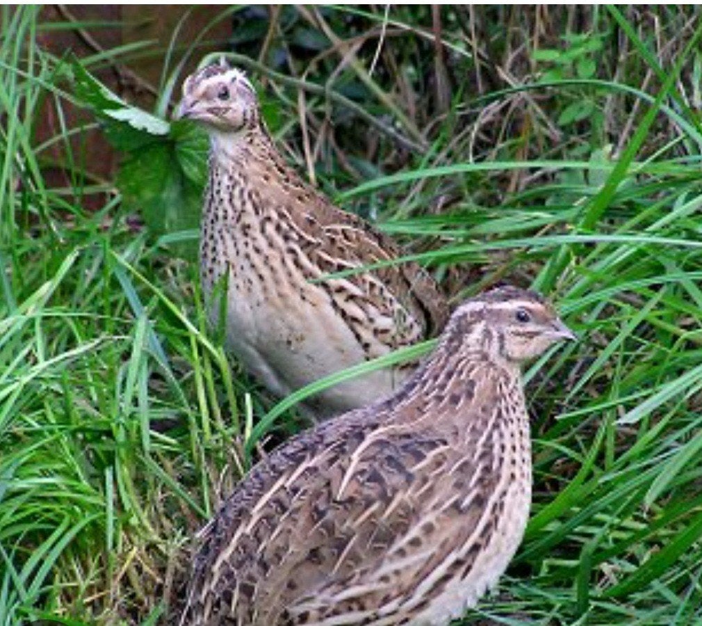 Europese kwartels, Dieren en Toebehoren, Pluimvee, Meerdere dieren, Overige soorten