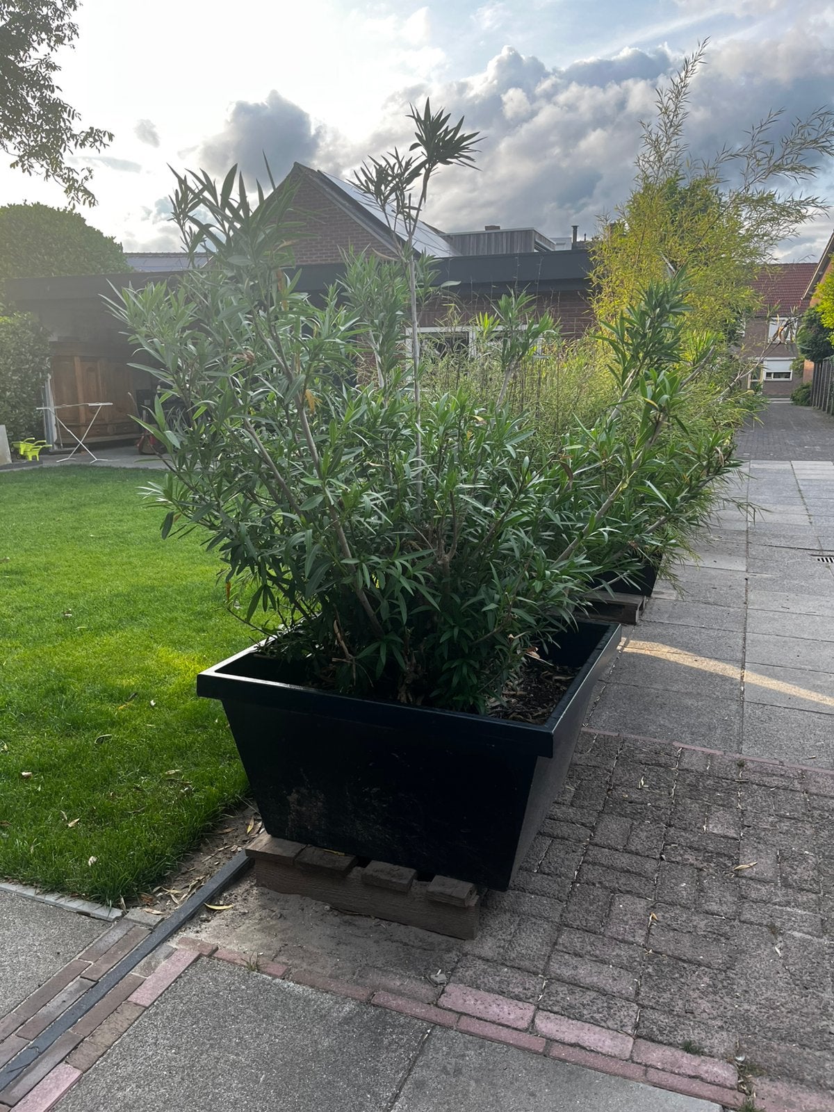 Oleander 4 stuks. 2 wit 2 rood. Ca 2 mtr hoog., Ophalen, Overige soorten, 100 tot 250 cm