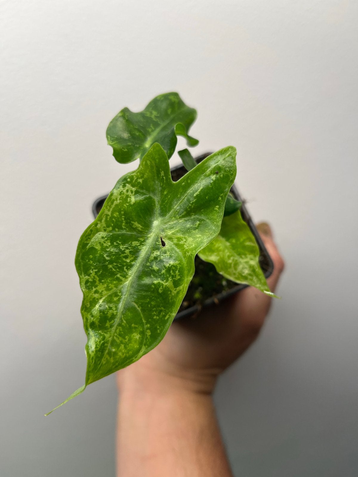 Alocasia Pink Dragon Albo / Pink Mutatie - Meerdere Beschikb, Overige soorten, In pot, Minder dan 100 cm, Bloeiende kamerplant