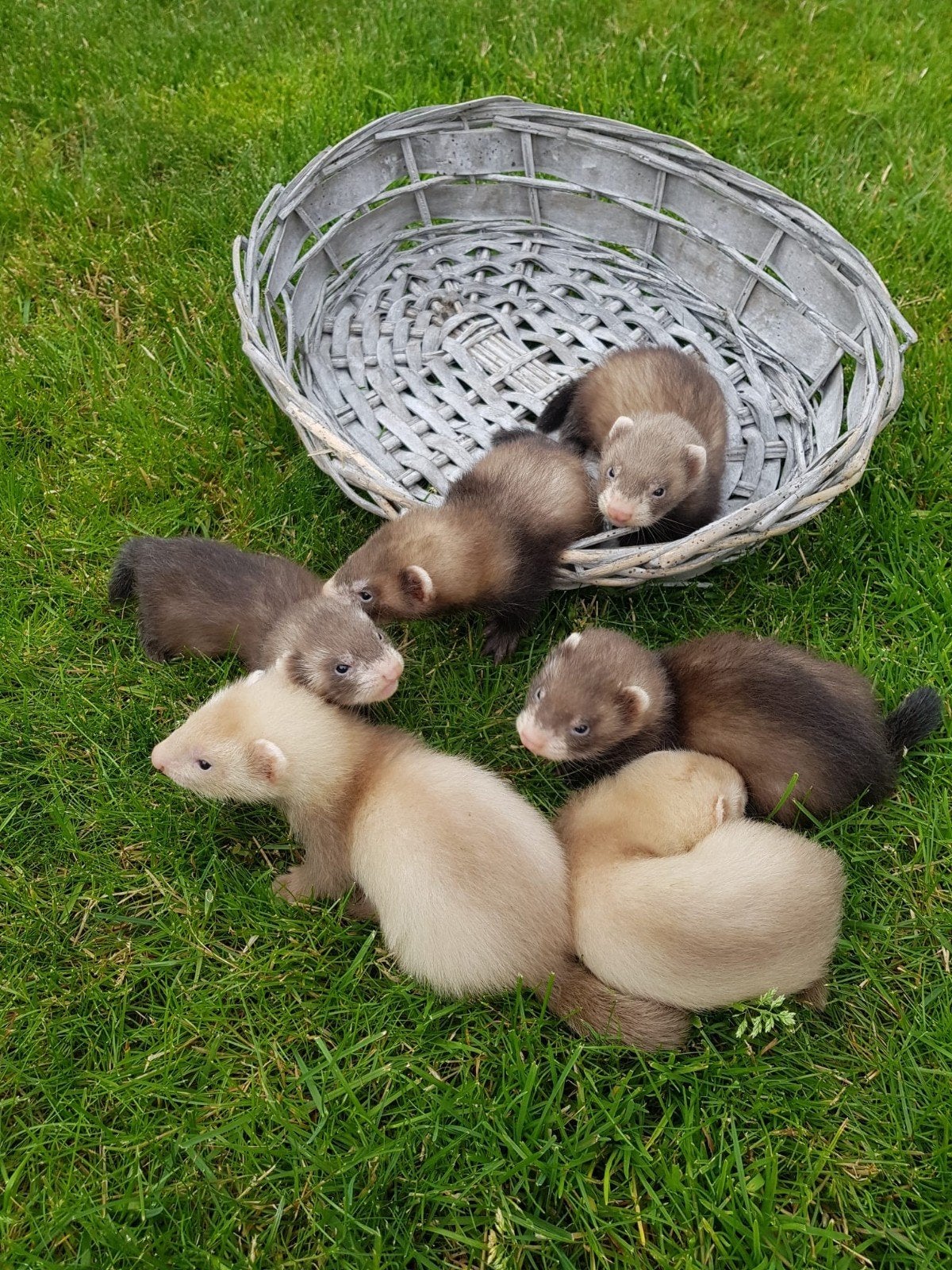 Fret, Mei, Meerdere dieren