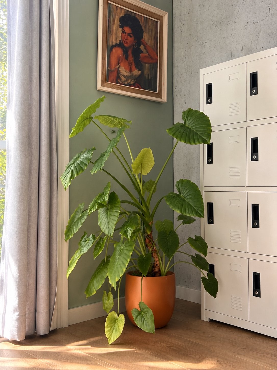 Alocasia Olifantsoor 125 cm incl. designpot WEEKENDPRIJS, Ophalen, 100 tot 150 cm, Overige soorten, Halfschaduw