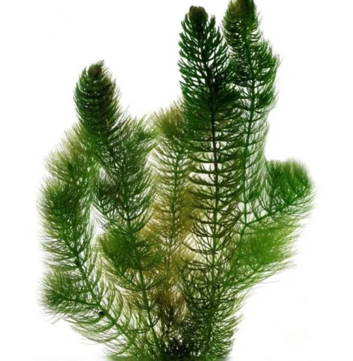 Hoornblad, Ophalen, Plant(en), Steen of Hout