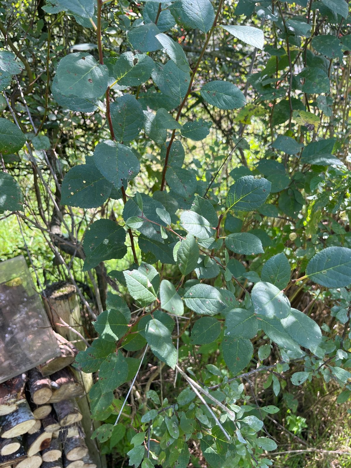 Pruimenboom - Onbespoten en Biologisch, Ophalen, Overige soorten, Struik, 100 tot 250 cm