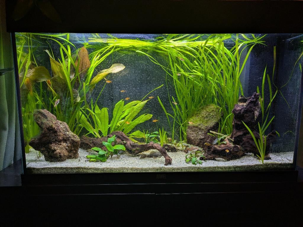 Aquariumplant Valisneria Spiralis, slierten, Dieren en Toebehoren, Ophalen of Verzenden, Nieuw, Plant(en), Steen of Hout