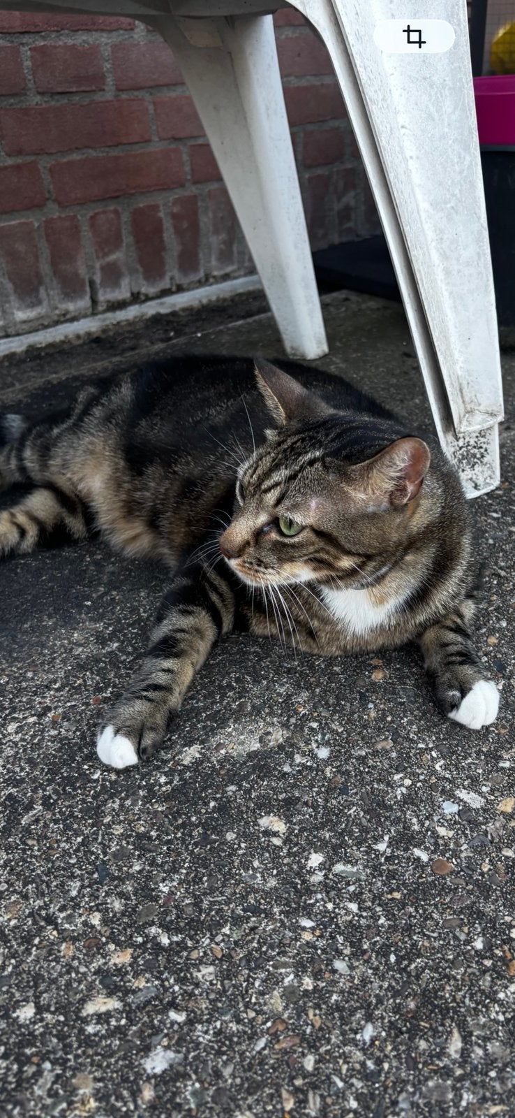 Nieuw huisje gezocht voor een kat van ruim 4 jaar, Kater, Kortharig, 3 tot 5 jaar