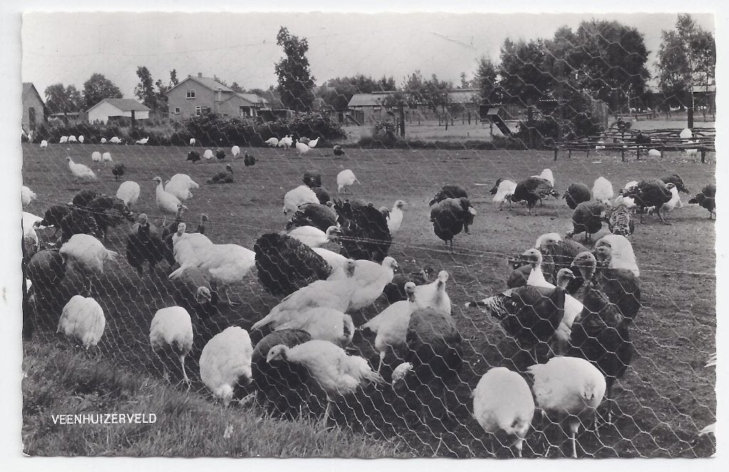 Veenhuizerveld - Oude ongelopen ansichtkaart B733, Ophalen of Verzenden, 1960 tot 1980, Gelopen