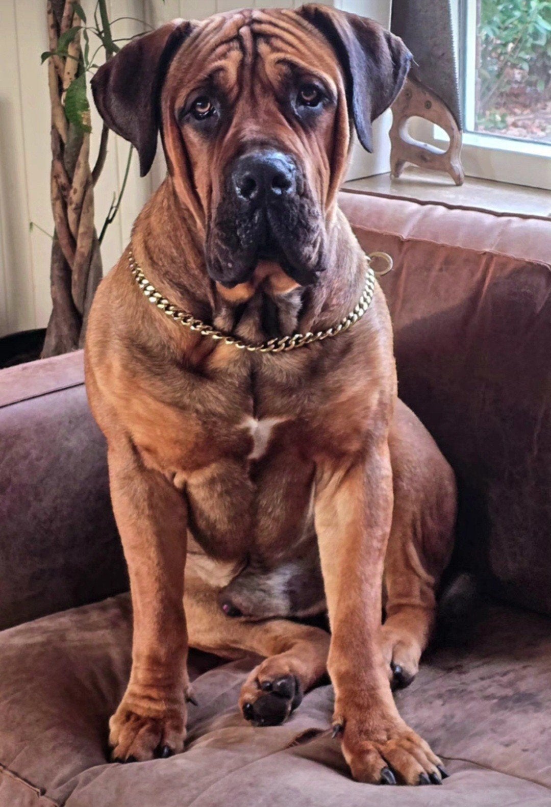 Boerboel dekreu, Reu, 1 tot 2 jaar, Eén hond, Nederland