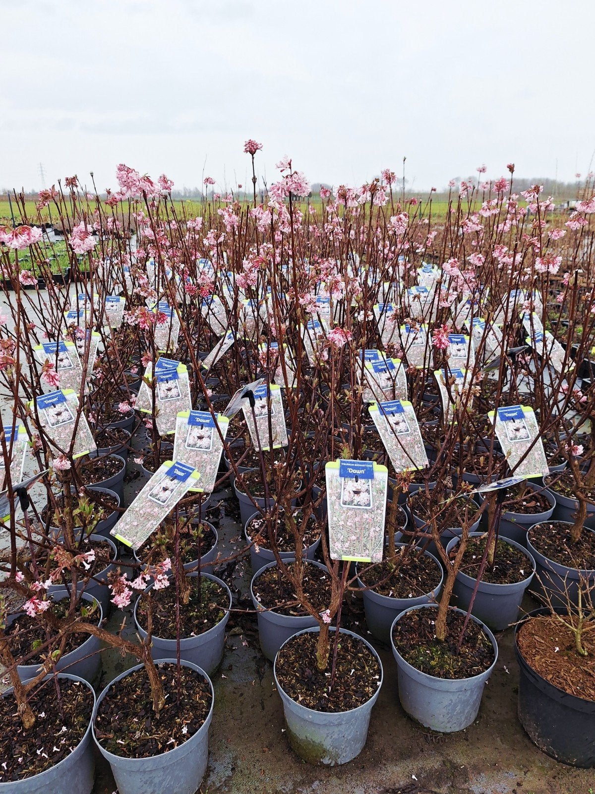 Viburnum bodnantense 'Dawn' 🍀🌸, Ophalen, Overige soorten