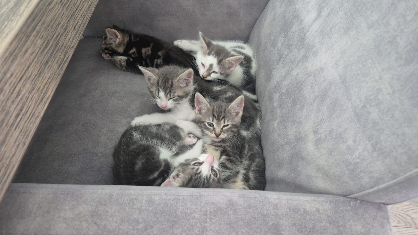 3 kittens mogen naar hun forever home. Moeder noorseboskat, Kater
