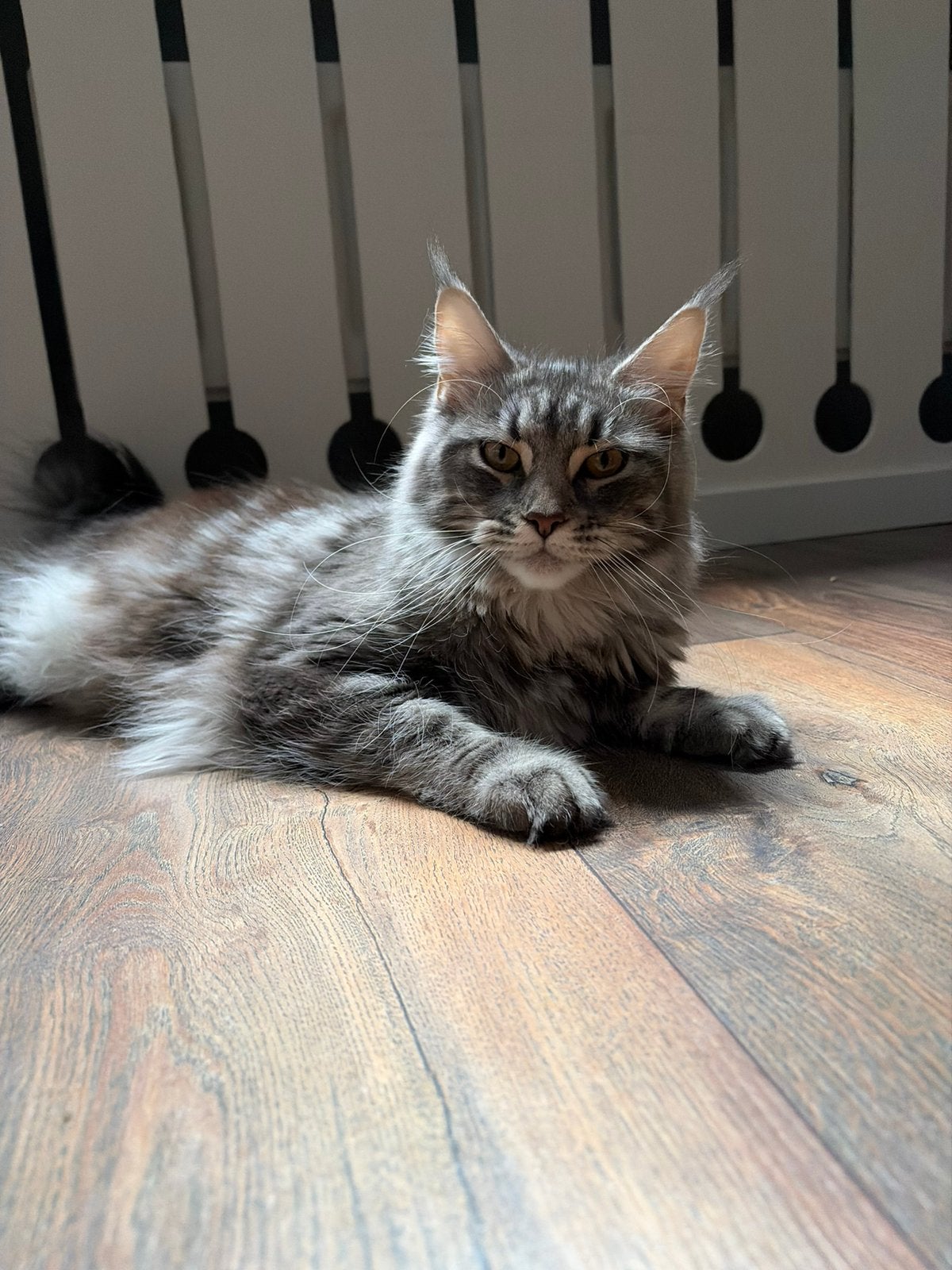 Maine coone, Dieren en Toebehoren, Poes, 0 tot 2 jaar
