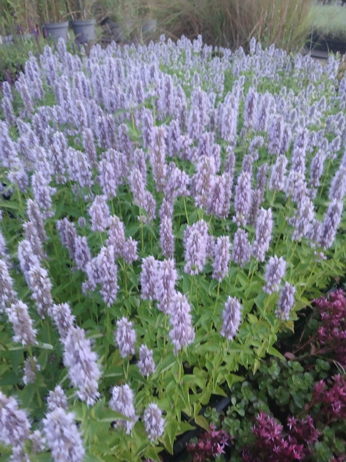 Agastache 'Blue Fortune' - Dropplant met paarse bloemen, Overige soorten, Volle zon, Vaste plant, Ophalen of Verzenden