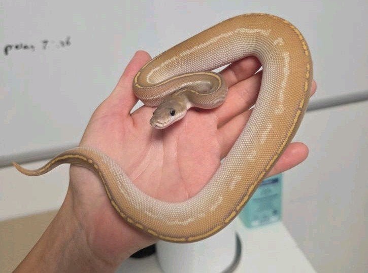 Super Blackhead Butter Hypo(pos Enchi)️ Python Regius, Dieren en Toebehoren, Slang, 0 tot 2 jaar