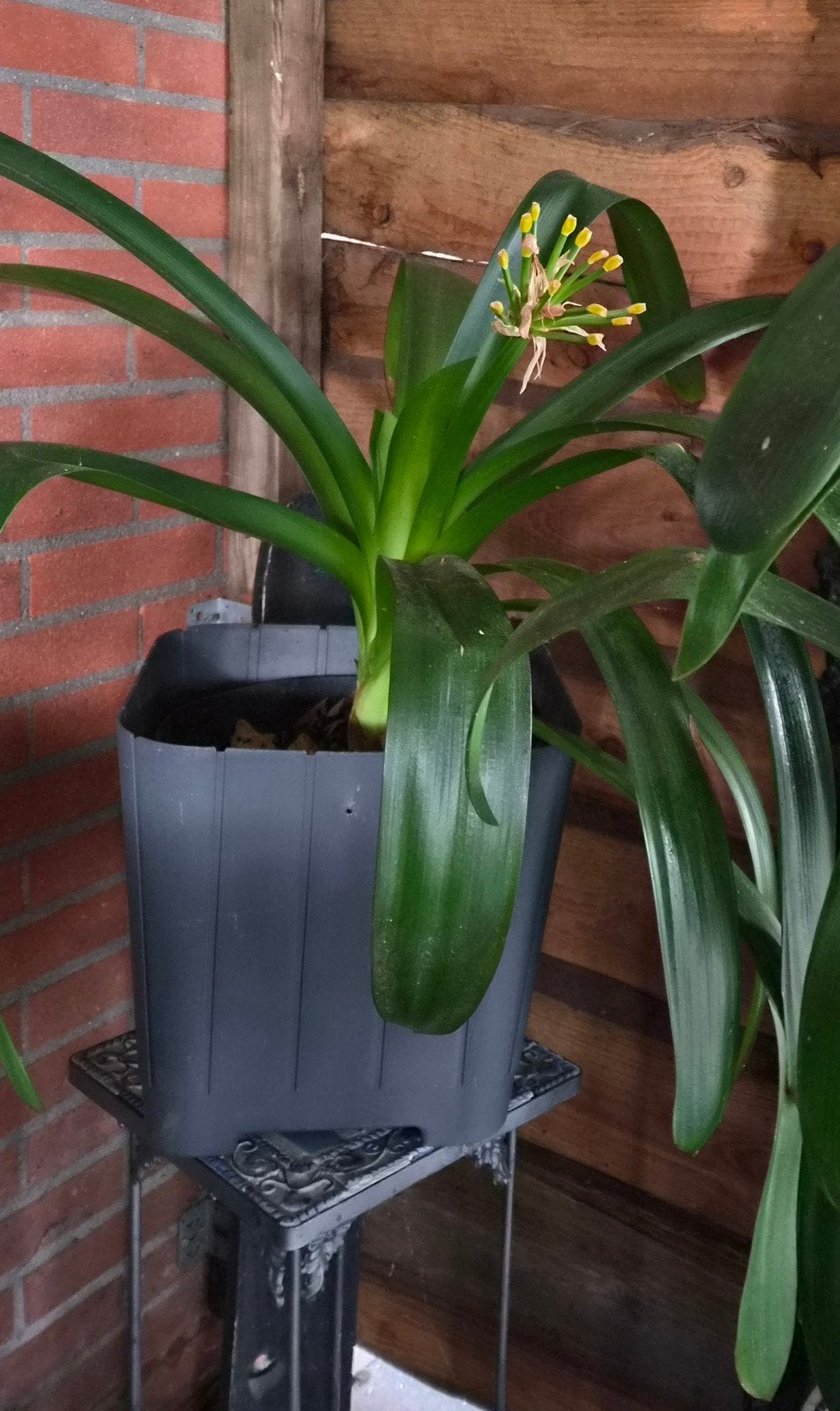 CLIVIA'S. Zonder pot dus die meenemen .Alles in 1 koop., Ophalen, Halfschaduw, Minder dan 100 cm