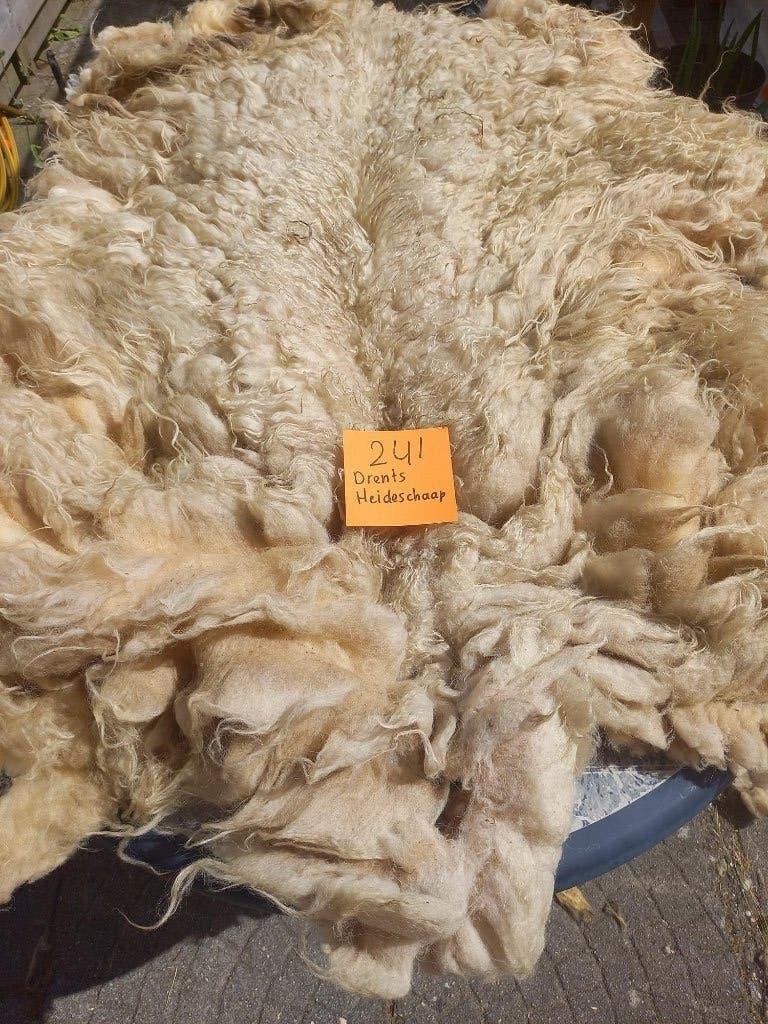 nr 241 Geschoren vacht van een Drents Heideschaap, Ophalen of Verzenden, Nieuw