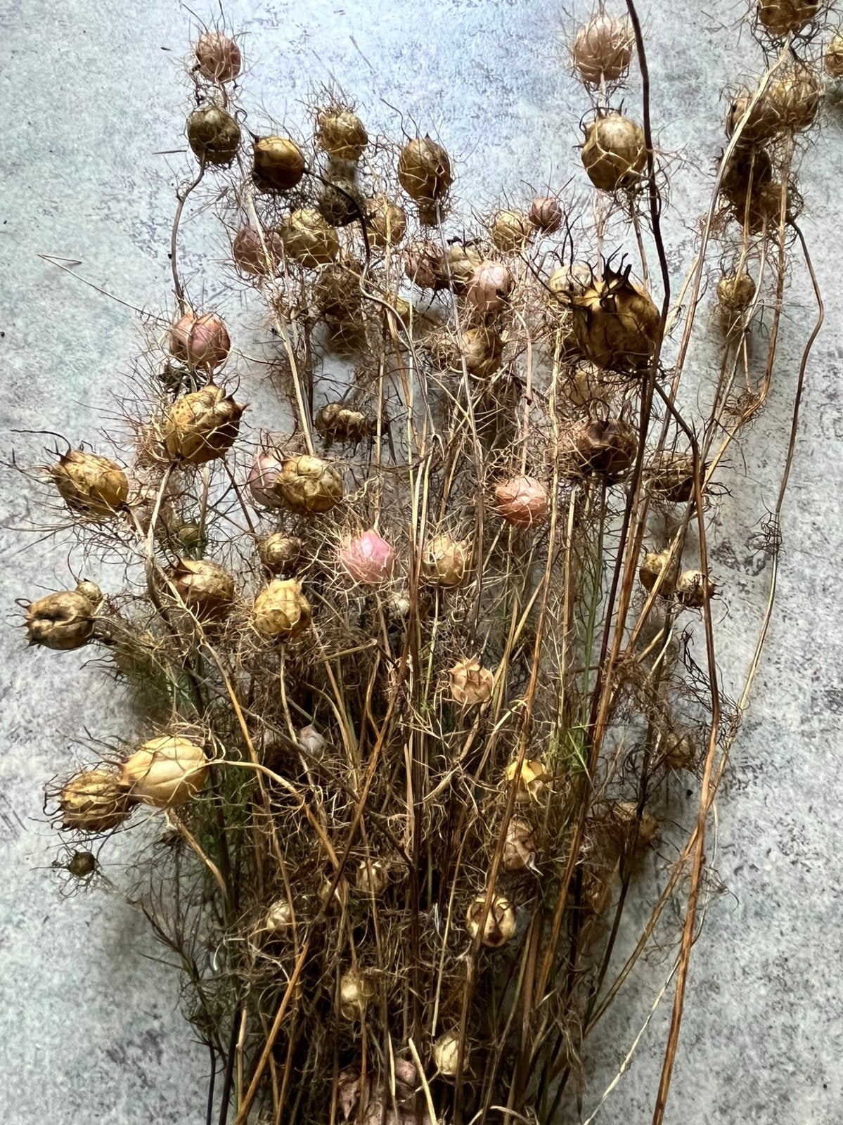 Droogbloemen, gratis, Ophalen, Zo goed als nieuw