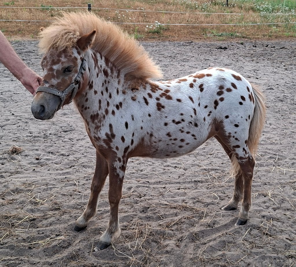 Appaloosa veulen, merrie, Merrie, 0 tot 2 jaar, A pony (tot 1.17m), Onbeleerd